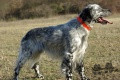 Setter Anglais UTCH DES TRAVERS DE L'HERAULT